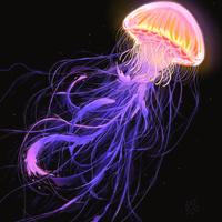 Where the Light Sleeps (Live)