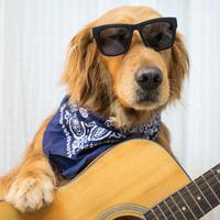 Barking Bliss Melodies: Music For Energetic Canines