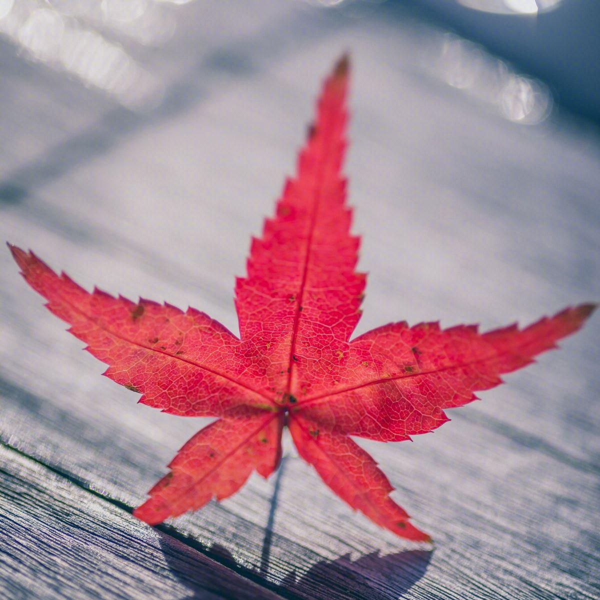 枫叶红时总多离别 - 群星封面