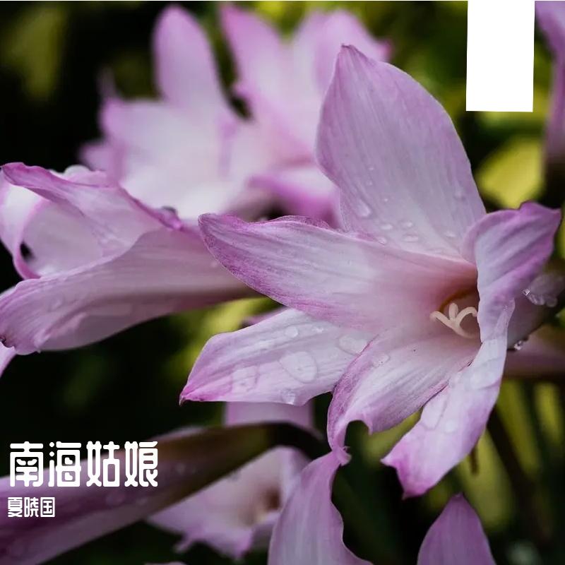 浪漫满屋 伴奏封面