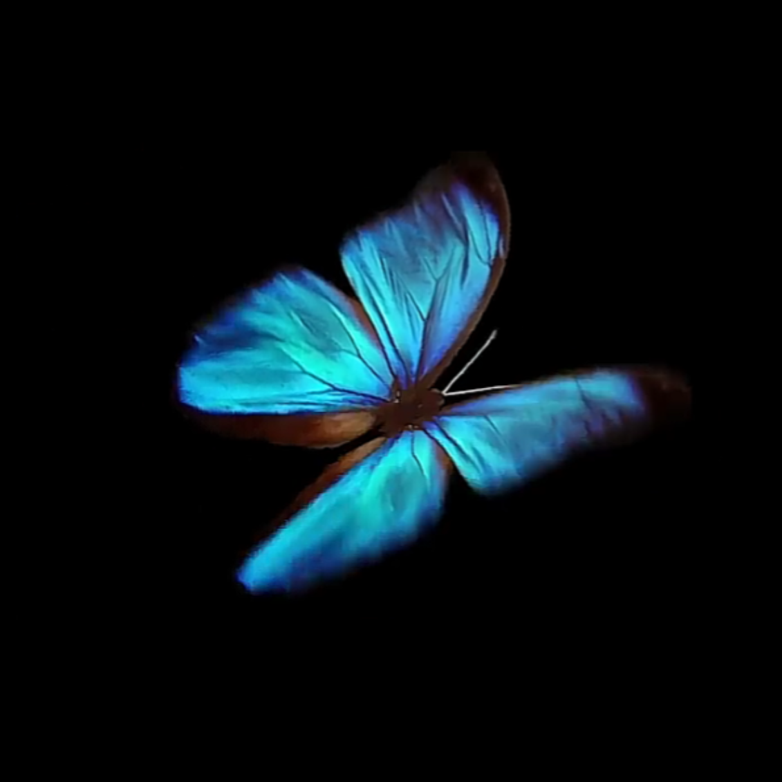 Butterfly（蝴蝶）