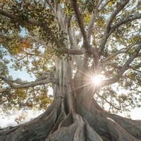 Root Chakra Meditation