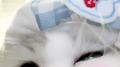 萌物统治世界！谁能拒绝小猫味 BGM