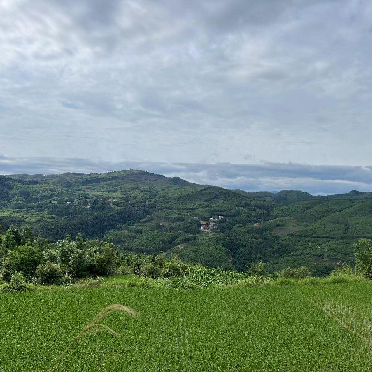 随风飘落封面