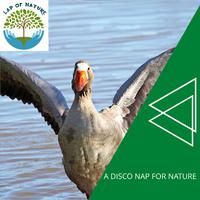 A Disco Nap for Nature