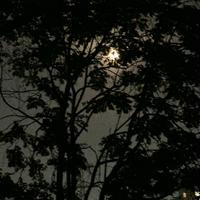 顾彦深