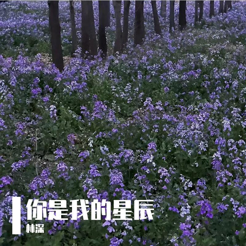 疏忆锦城封面