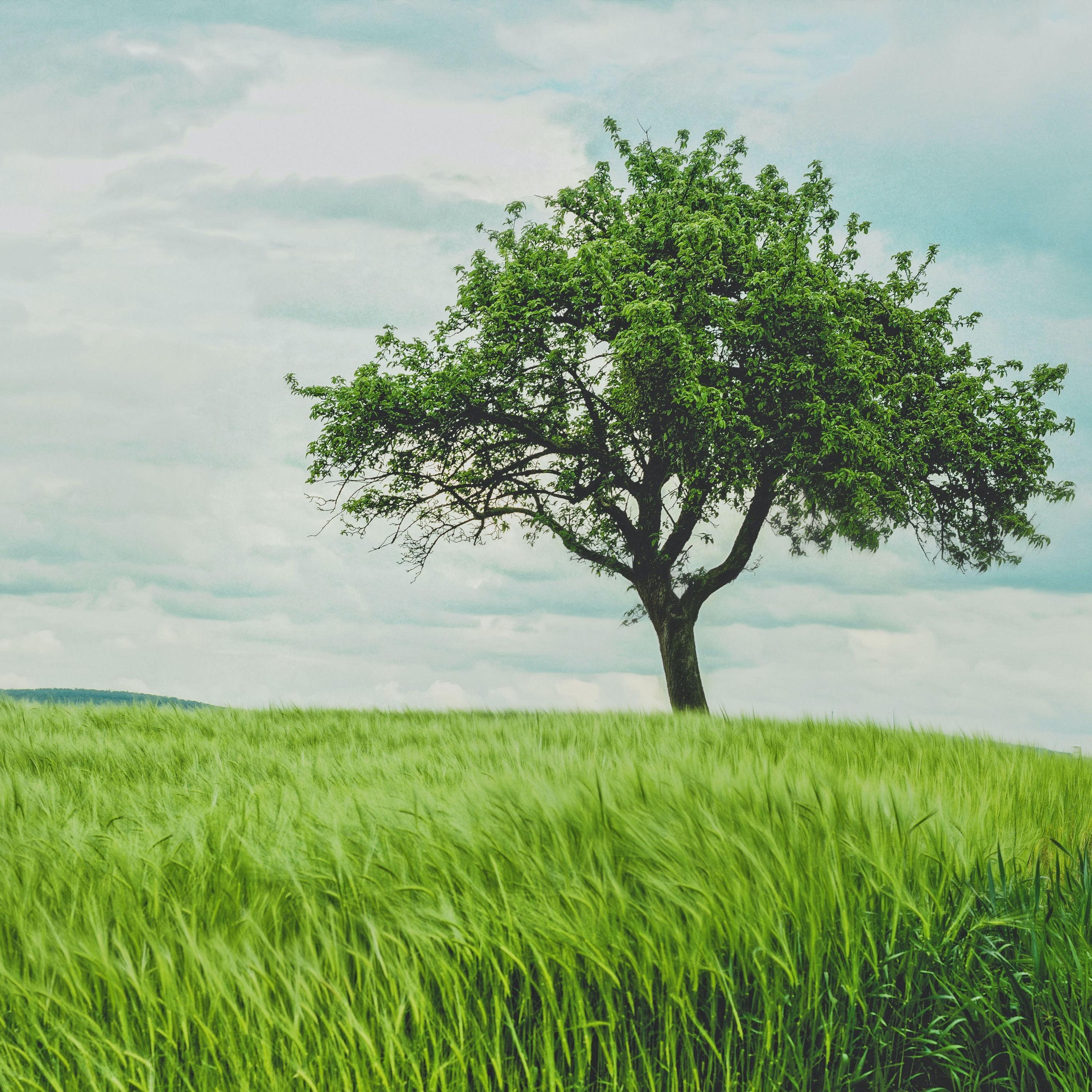 The Lonely Tree_The Lonely Tree_The Lonely Tree | 在线播放_The Lonely Tree歌词_The Lonely Tree下载 | 网易云音乐