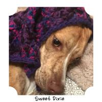 Sweet Dixie