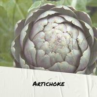 Artichoke