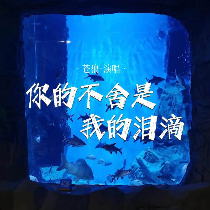 你的不舍是我的泪滴 (Live合唱版)封面