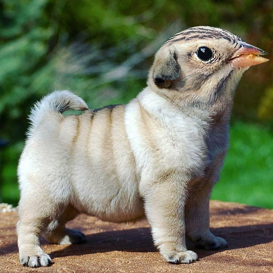 黑山白水画意诗情入梦来