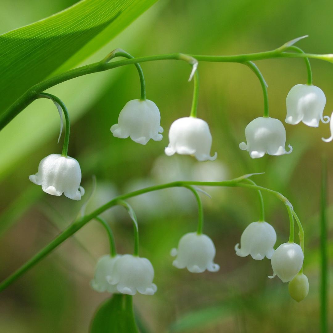 太想念（豆包）