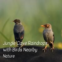 Nature: Jungle Cave Raindrops with Birds Nearby