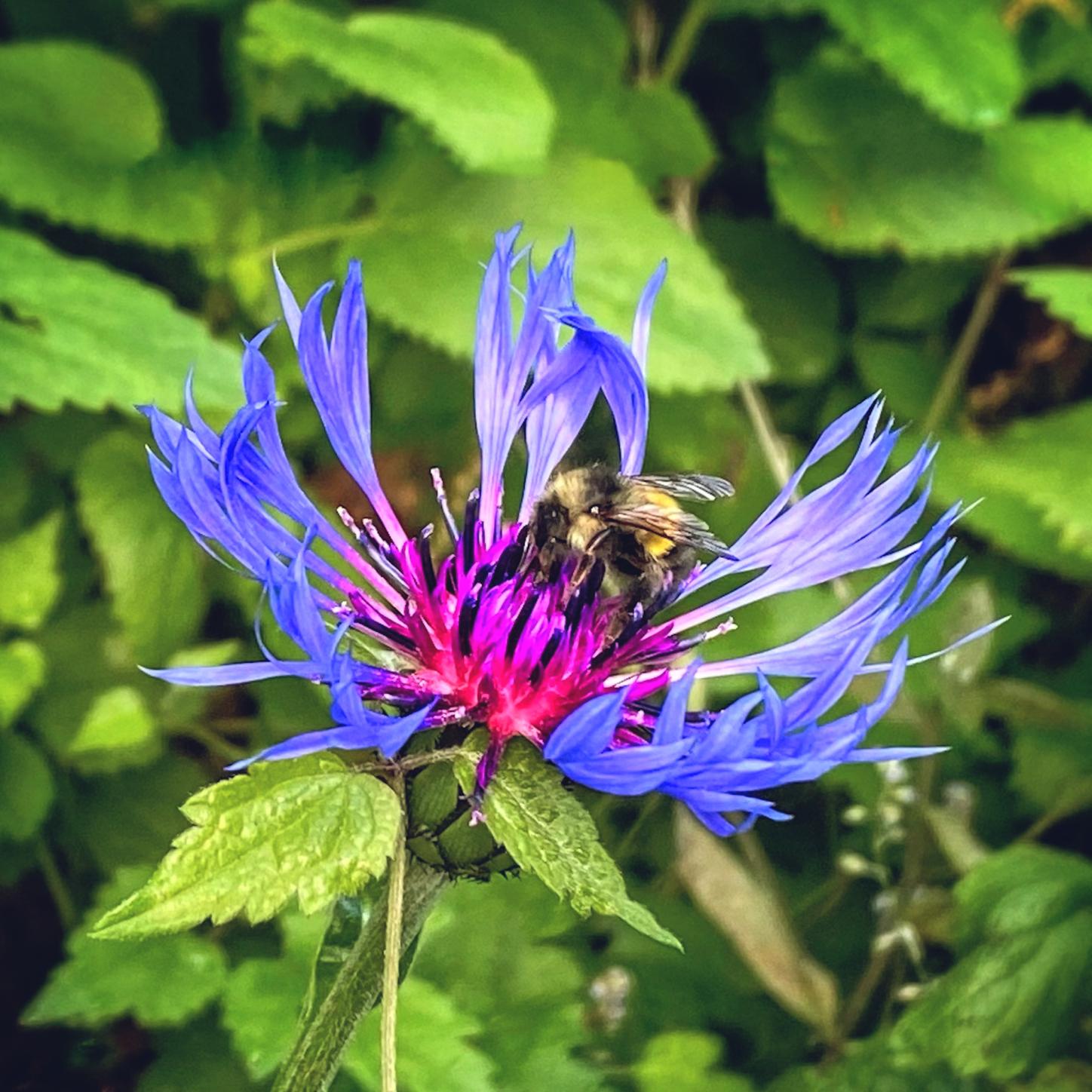 Gentle Embrace (Deluxe Edition)