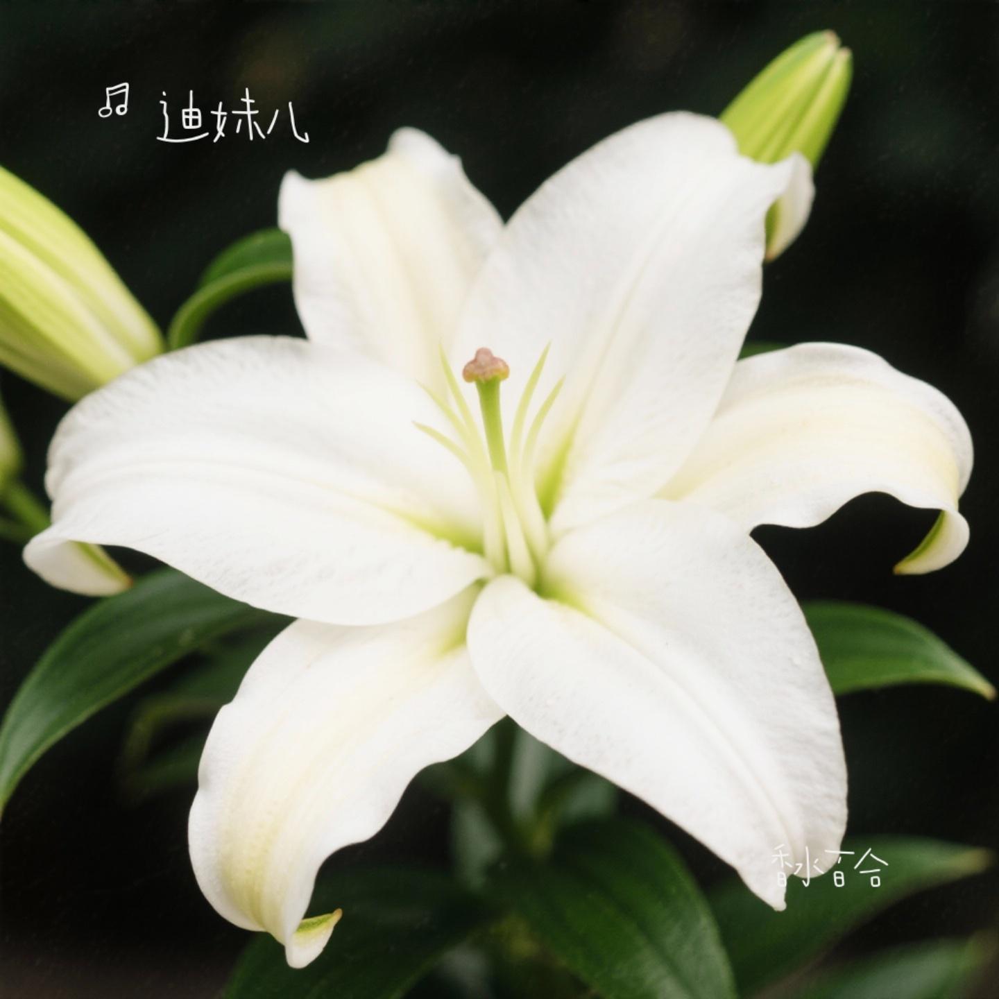 香水百合（Cover 张韶涵）封面