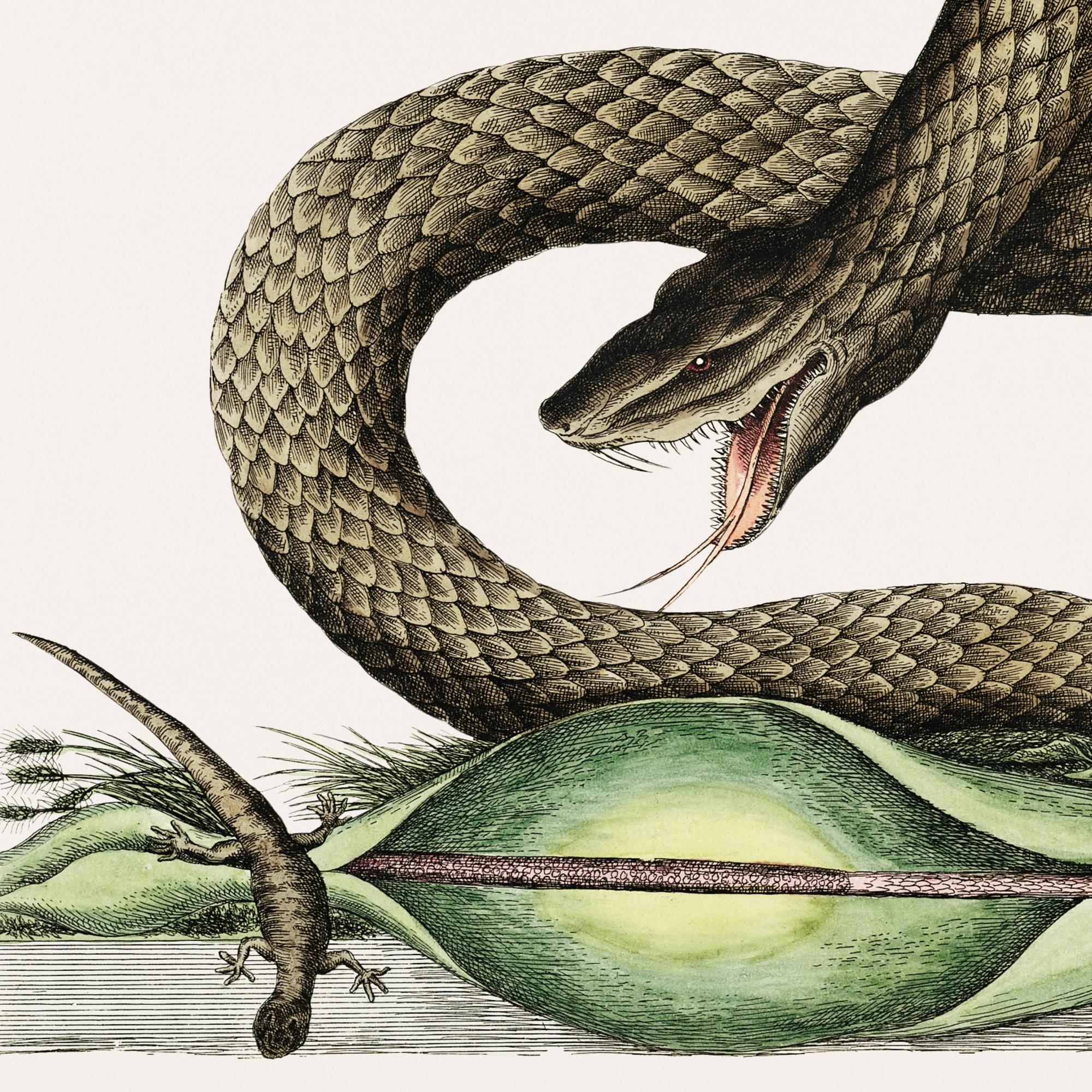 Viper 2000 in Ab Minor