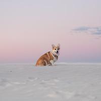 Soulful Canine Melodies: Music for Your Dog's Heart