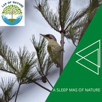 A Sleep Mas of Nature