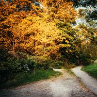 Massagem Coleção de Músicas - Campsite Winddown