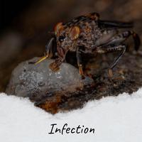 Infection