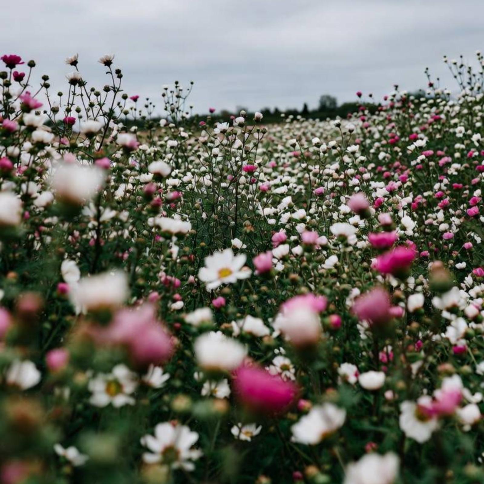 Field of flowers