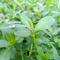 不要再来伤害我 (DJ版)封面