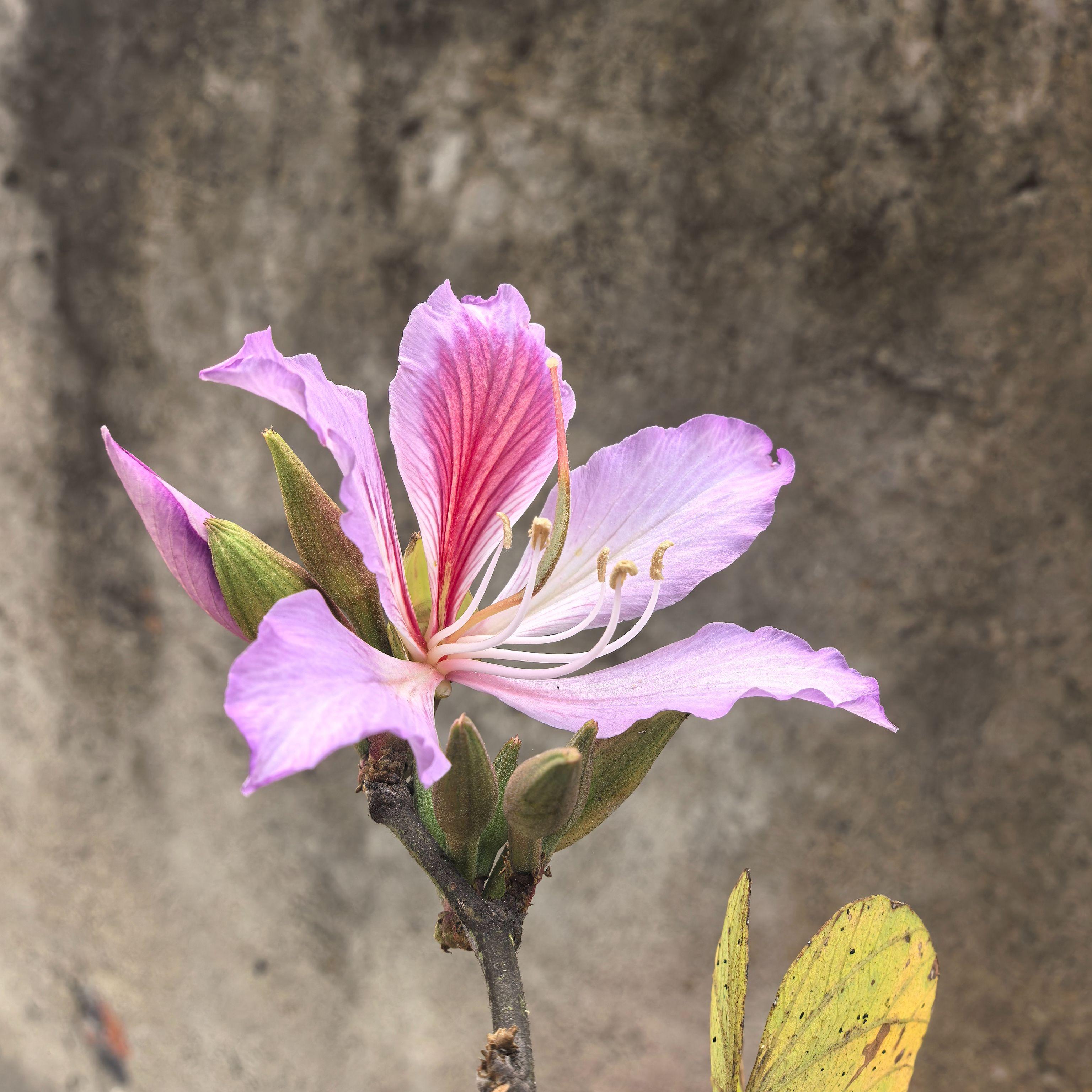 紫荆花落 伴奏封面