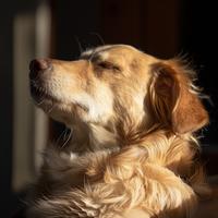 Bienaventuranza Canina Calmada: Meditaciones Para Perros Tranquilos