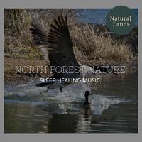 North Forest Nature - Sleep Healing Music