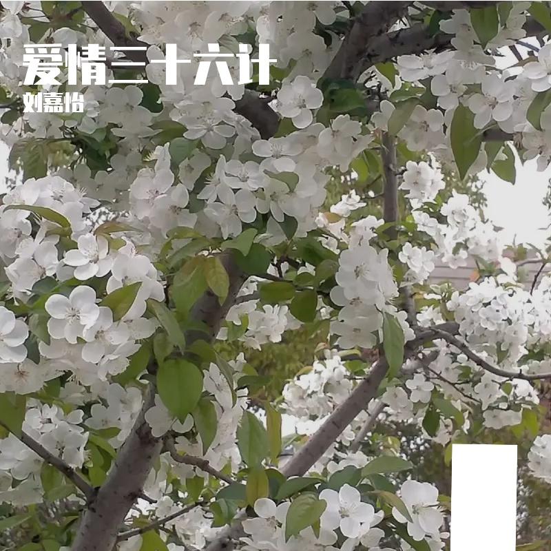 甜蜜的伤口(原唱 山野(李昊瀚))封面