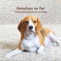 Raindrops on Fur: Calming Binaural Beats for Dogs