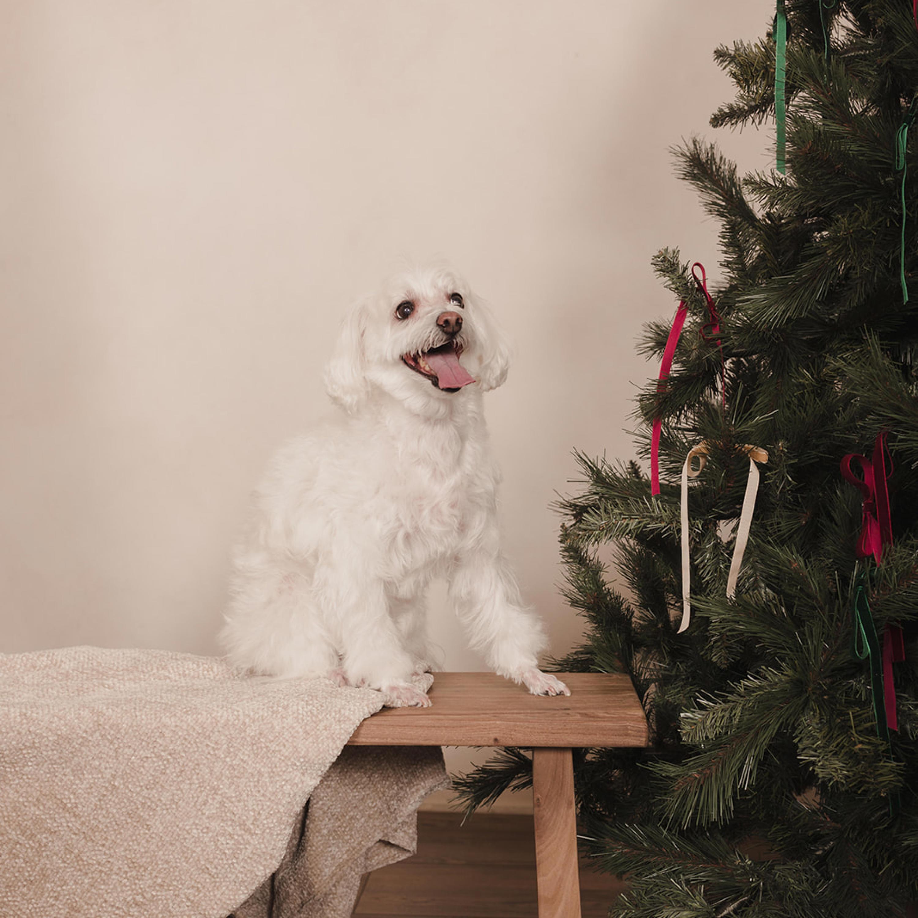 All I Want For Christmas Is You