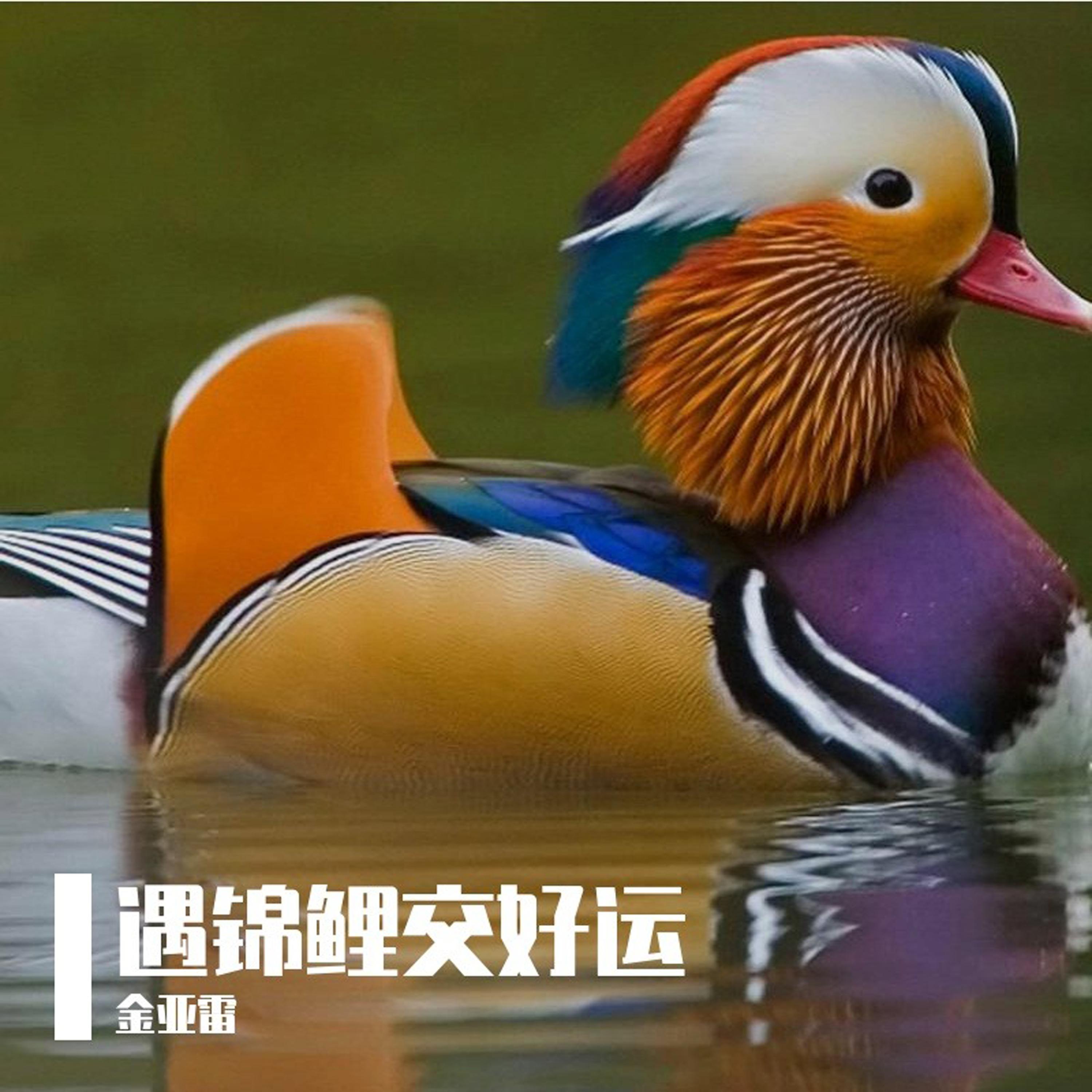 悲情面具封面