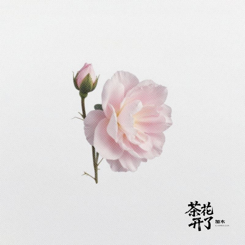 茶花开了