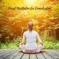 Forest Meditation for Concentration