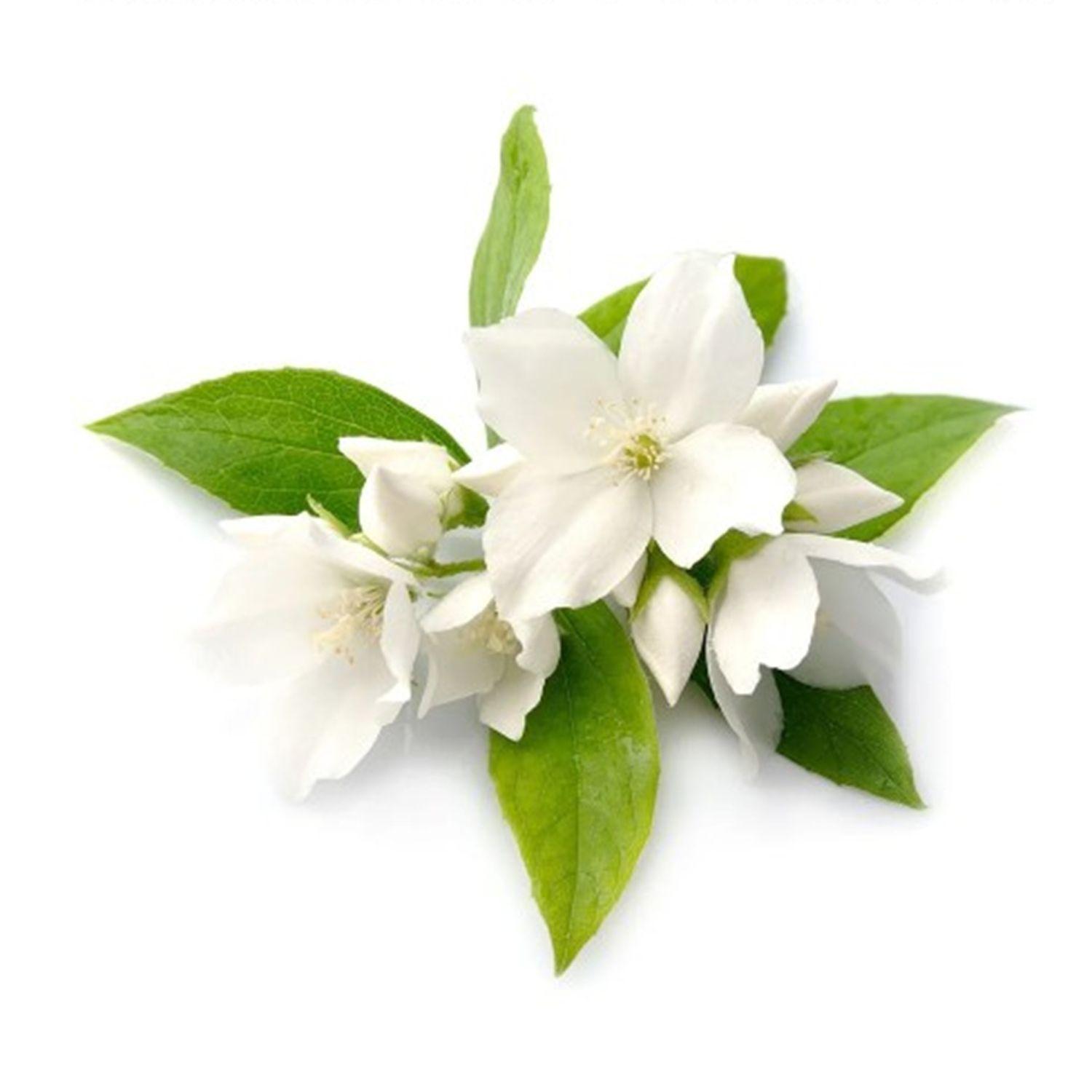 Jasmine Bloom 茉莉花开封面
