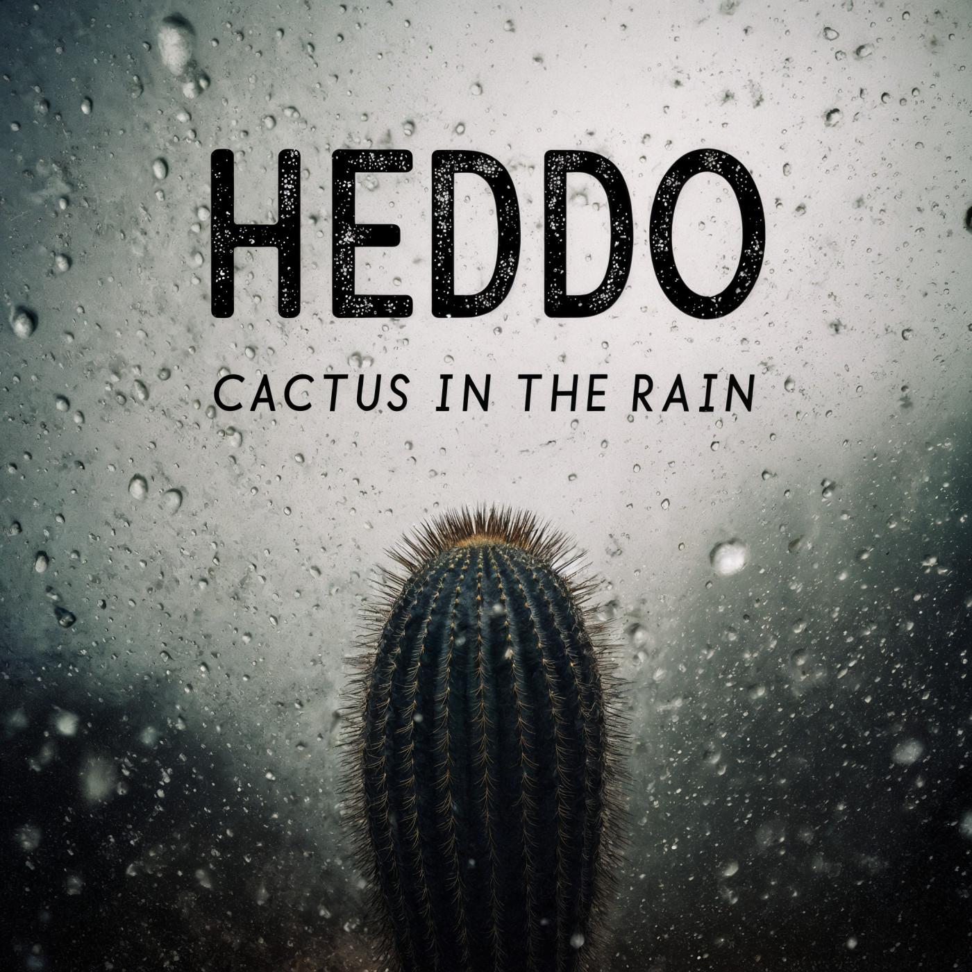 Cactus in the rain