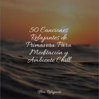 Relajante Academia de Música Zen - Crepúsculo Afuera