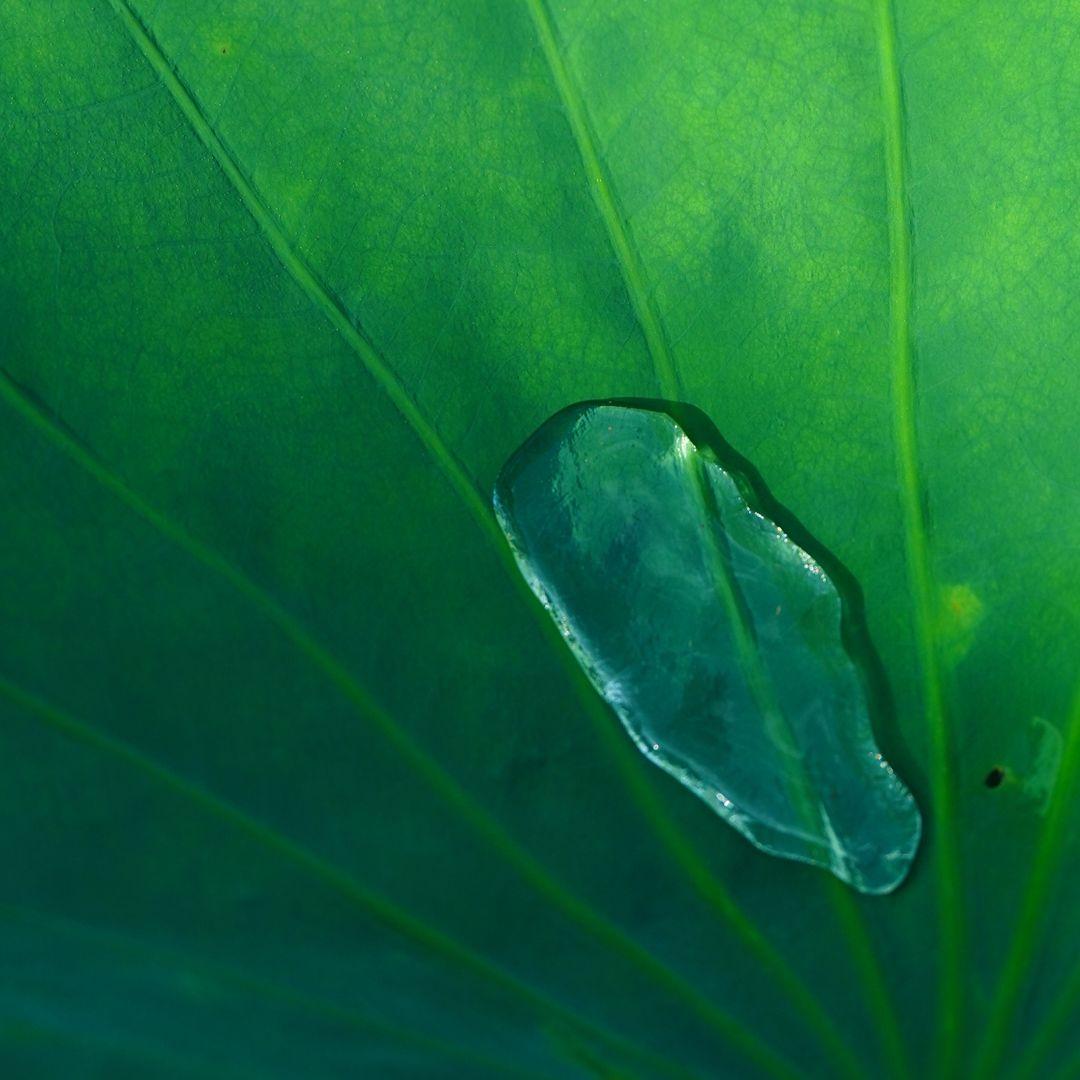 保险柜深处的虫鸣封面