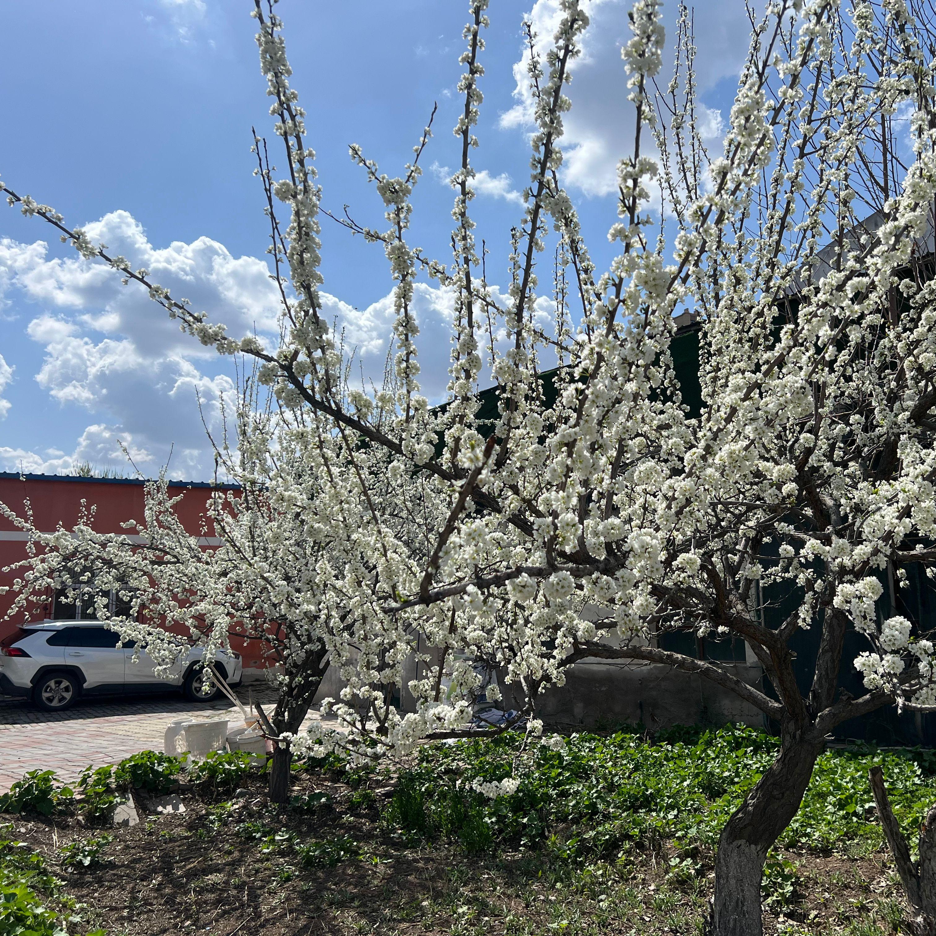 三人游【女声版】