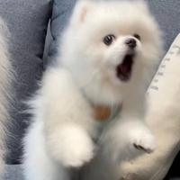 凶巴巴