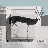 Antilop