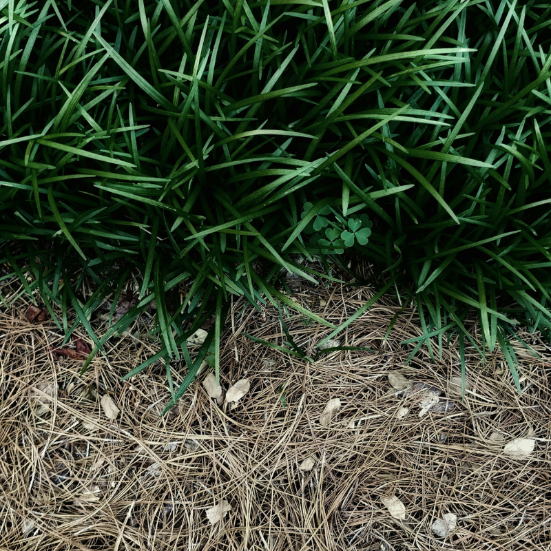 红昭愿DJ（翻唱热播）