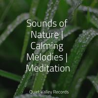 Sounds of Nature | Calming Melodies | Meditation