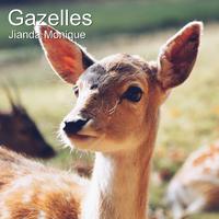 Gazelles