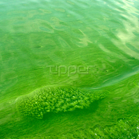 Algae Bloom In Seven