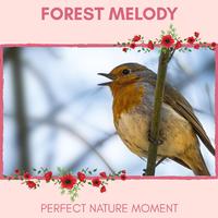 Forest Melody - Perfect Nature Moment