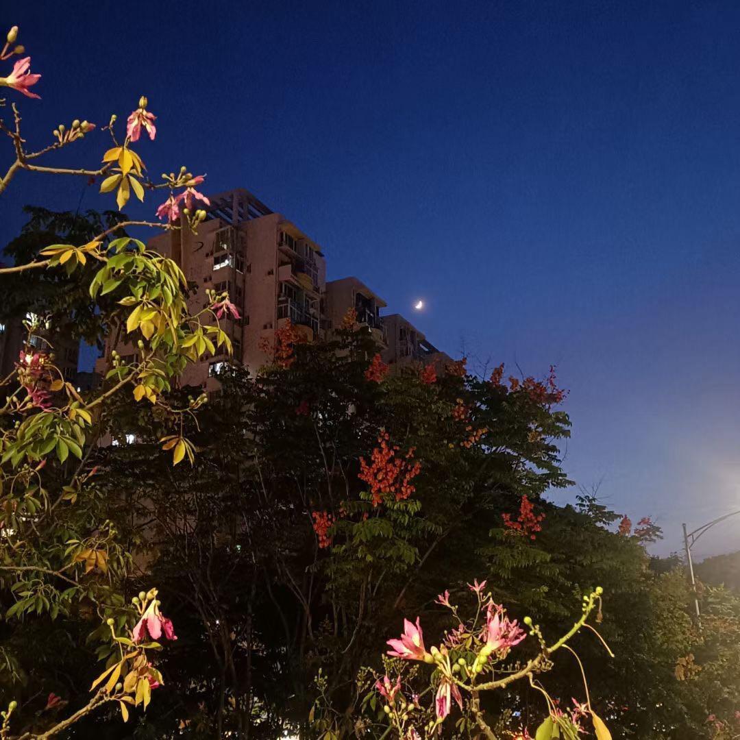 [Free]"Withered Rose"Lofi Hiphop Type Beat