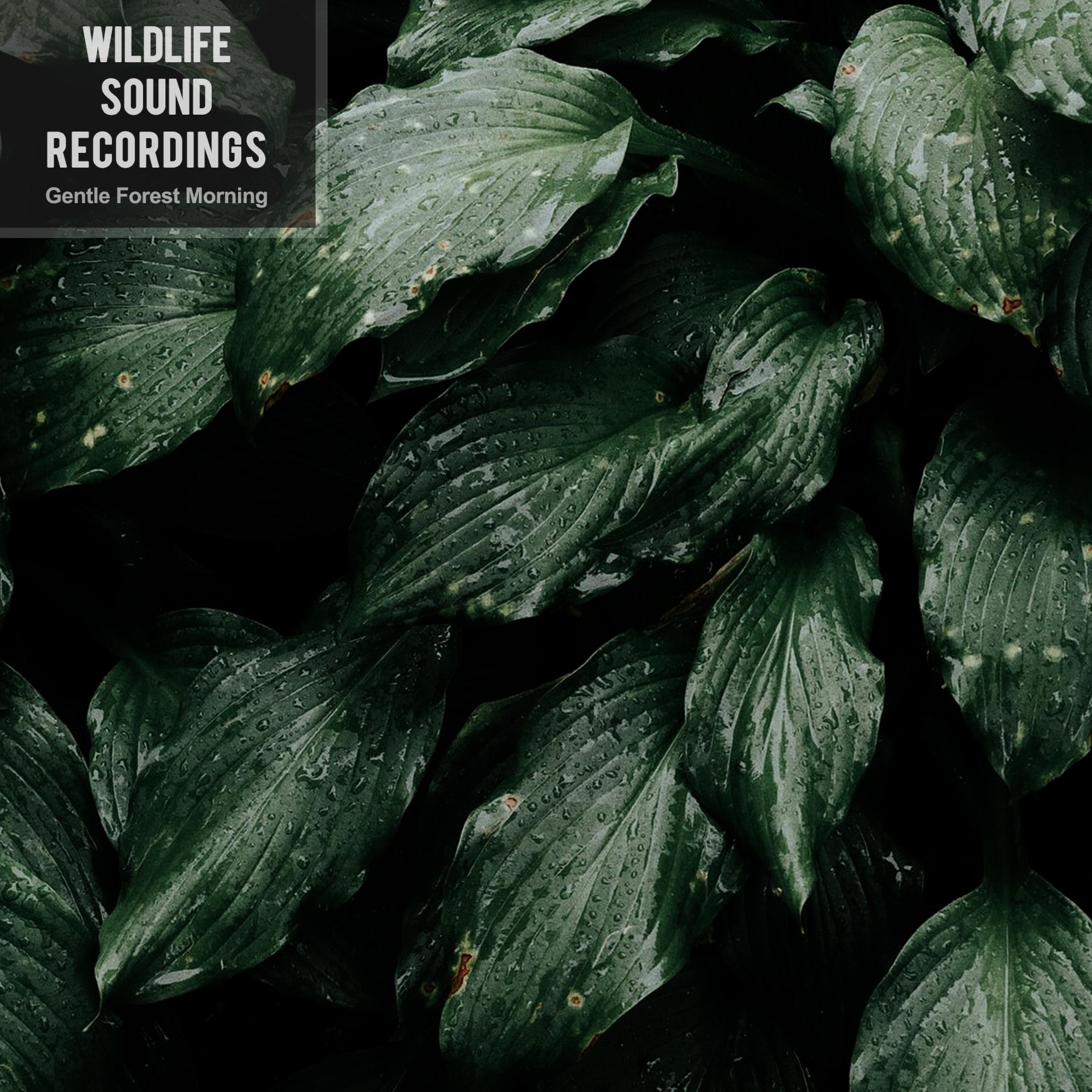 Gentle Forest Morning